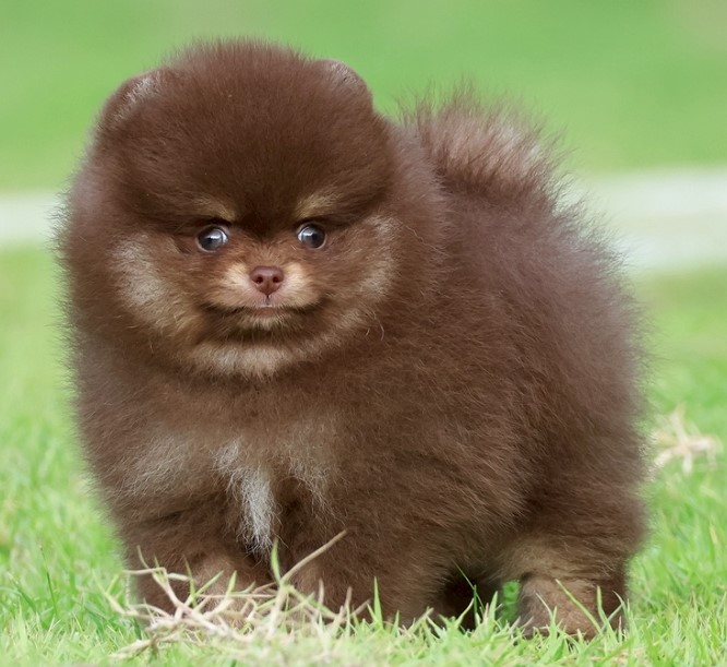 เปิดจอง ปอมแท้ ปอมเมอเรเนียน HRF-4 เพศหญิง สีช็อกแทน