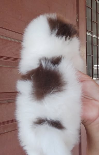 มีลูกสุนัขพันธุ์ปอมเมอเรเนี่ยน  เพศผู้