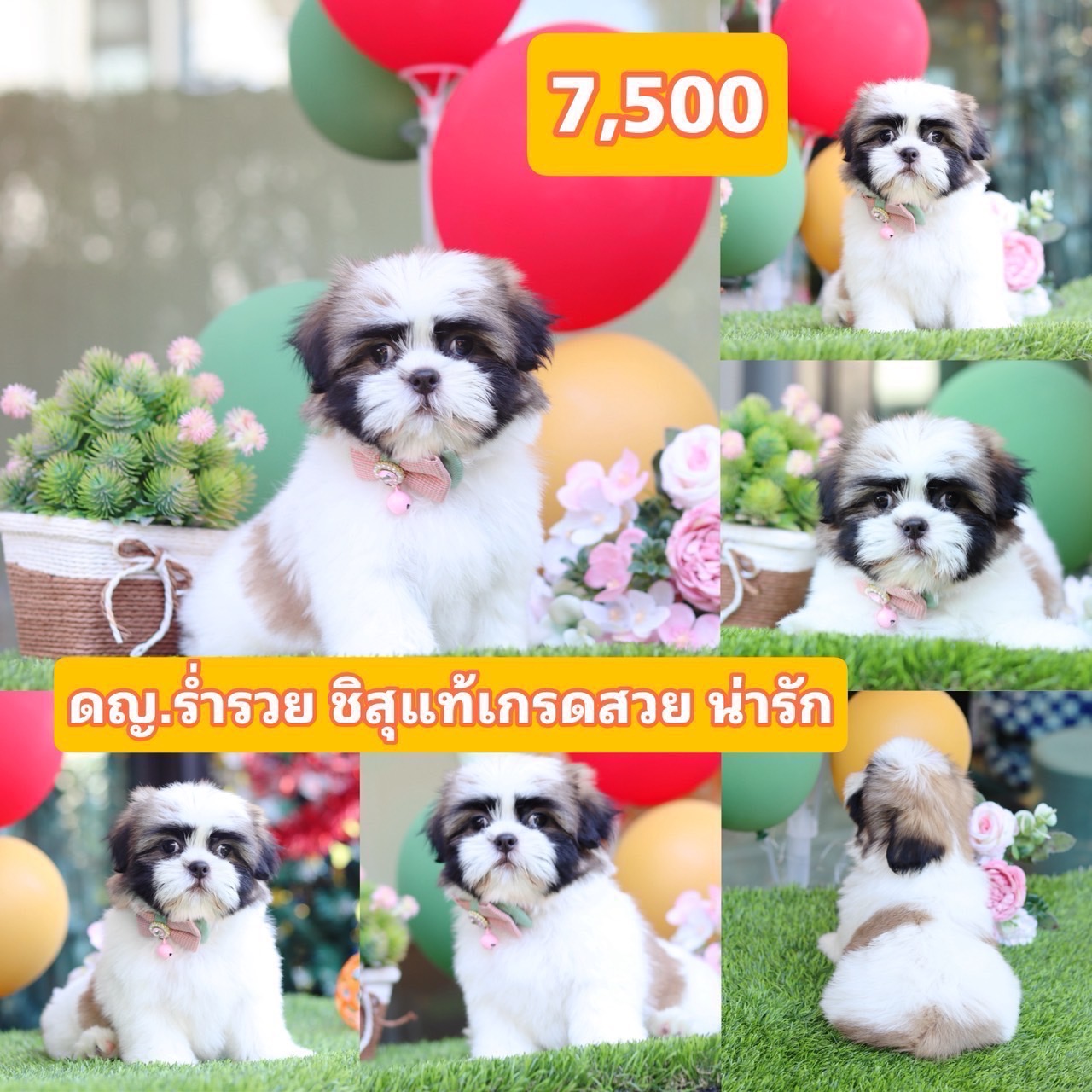 ชิสุแท้เกรดสวย