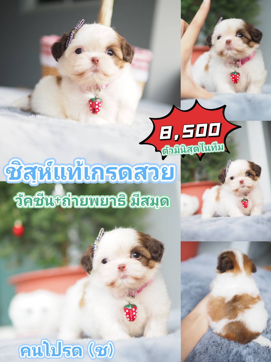 ชิสุ วัคซีน ลดได้