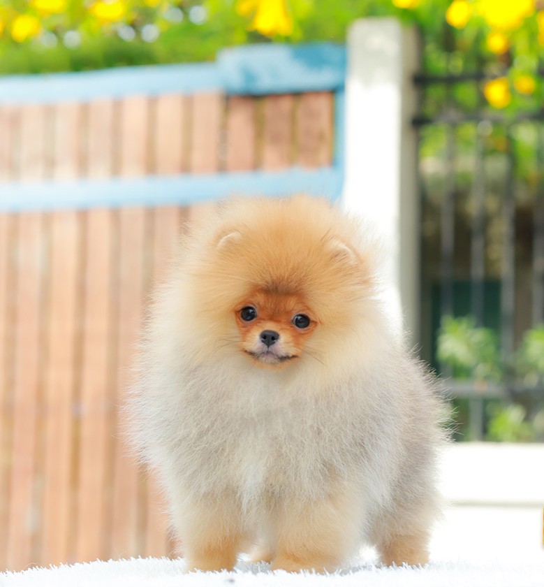 ปอมแท้ ปอมหน้าหมี HRF-10949 เพศหญิง สีส้ม อายุ 2 เดือน ขนแน่น ขาใหญ่ กินเก่ง หน้...