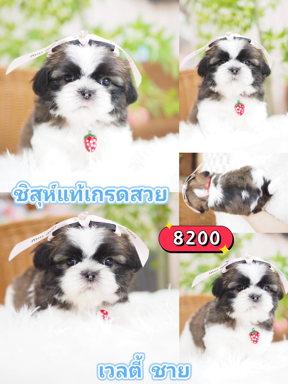 Shihtzu