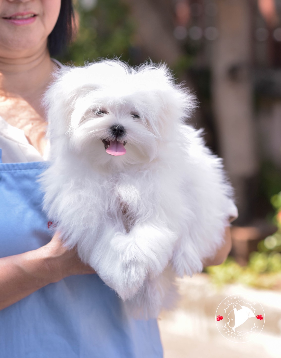 FYsmilepom น้องมอลทีส เพศเมีย หน้าตาน่ารักพร้อมย้ายบ้านค่า 0830777178 ,04