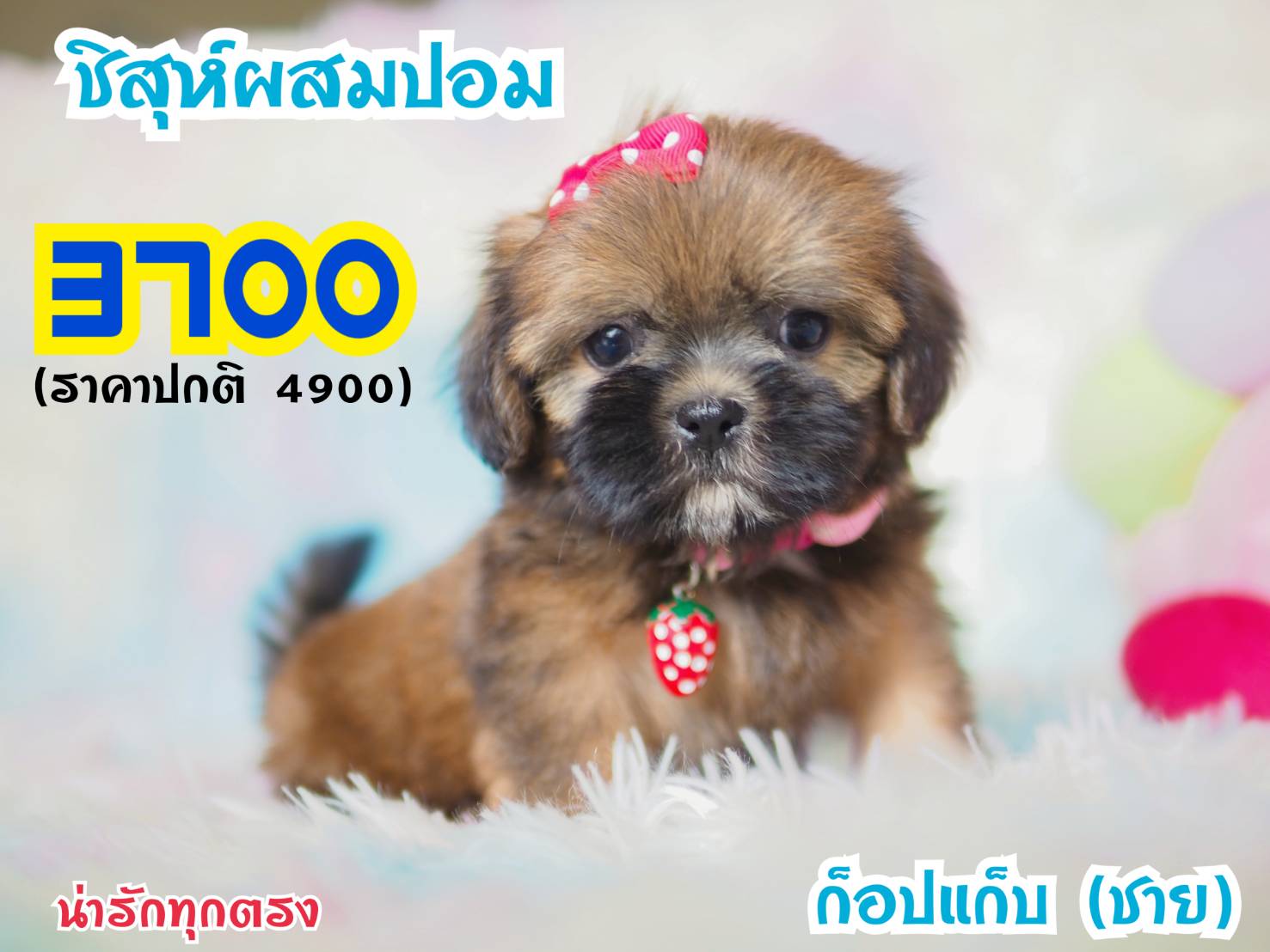 ❤️บ้านกิ๊ฟซ่า ชิสุปอม