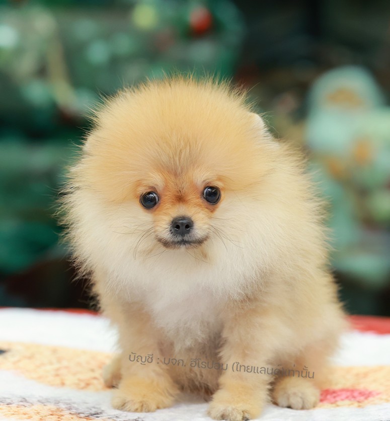 ปอมแท้ ปอมหน้าหมี HRF-10830 เพศหญิง สีส้ม ตัวจิ๋วตัวเล็ก แก้มอ้วน น่าฟัดมาก ๆ ตอ...