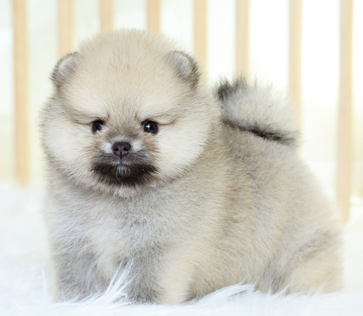 ปอมแท้ ปอมเมอเรเนียน HRF-68745 เพศหญิง สีส้ม อายุ 2 เดือน หน้าตาน่ารัก ขาสั้น ขน...