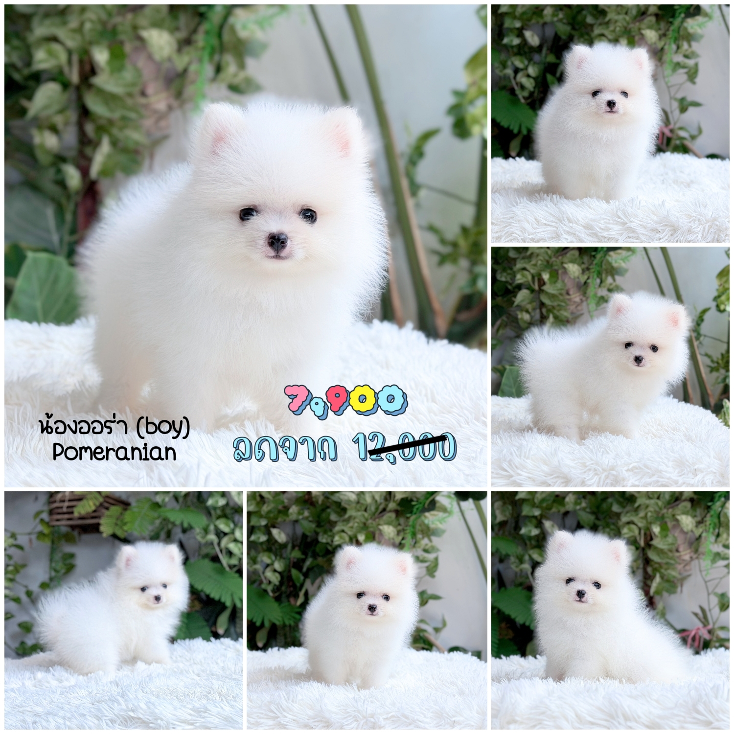 ปอมขาวแท้พร้อมย้ายบ้าน