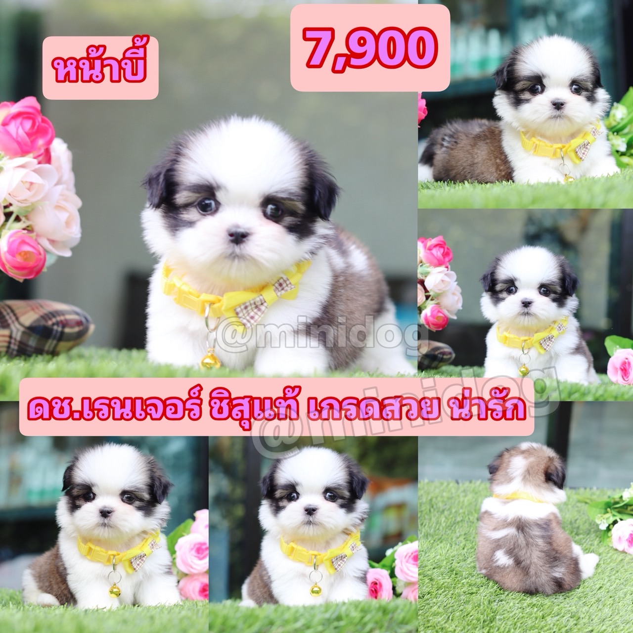 ชิสุแท้เกรดสวย