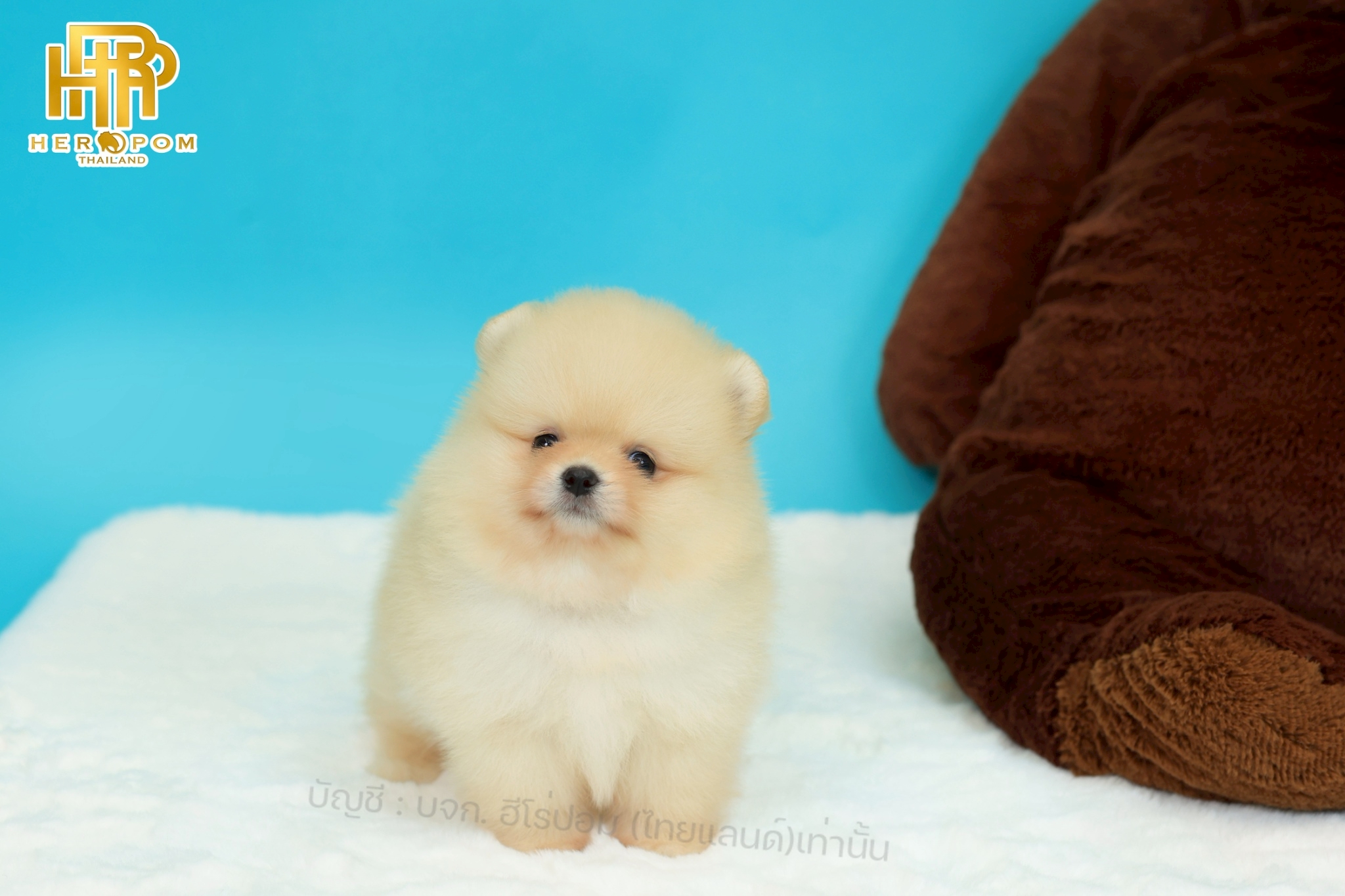 ปอมแท้ ปอมหน้าสั้น HRM-10285 เพศชาย สีส้ม อายุ 2 เดือน น่ารักมาก ๆ ถ่ายรูปแล้วขึ...