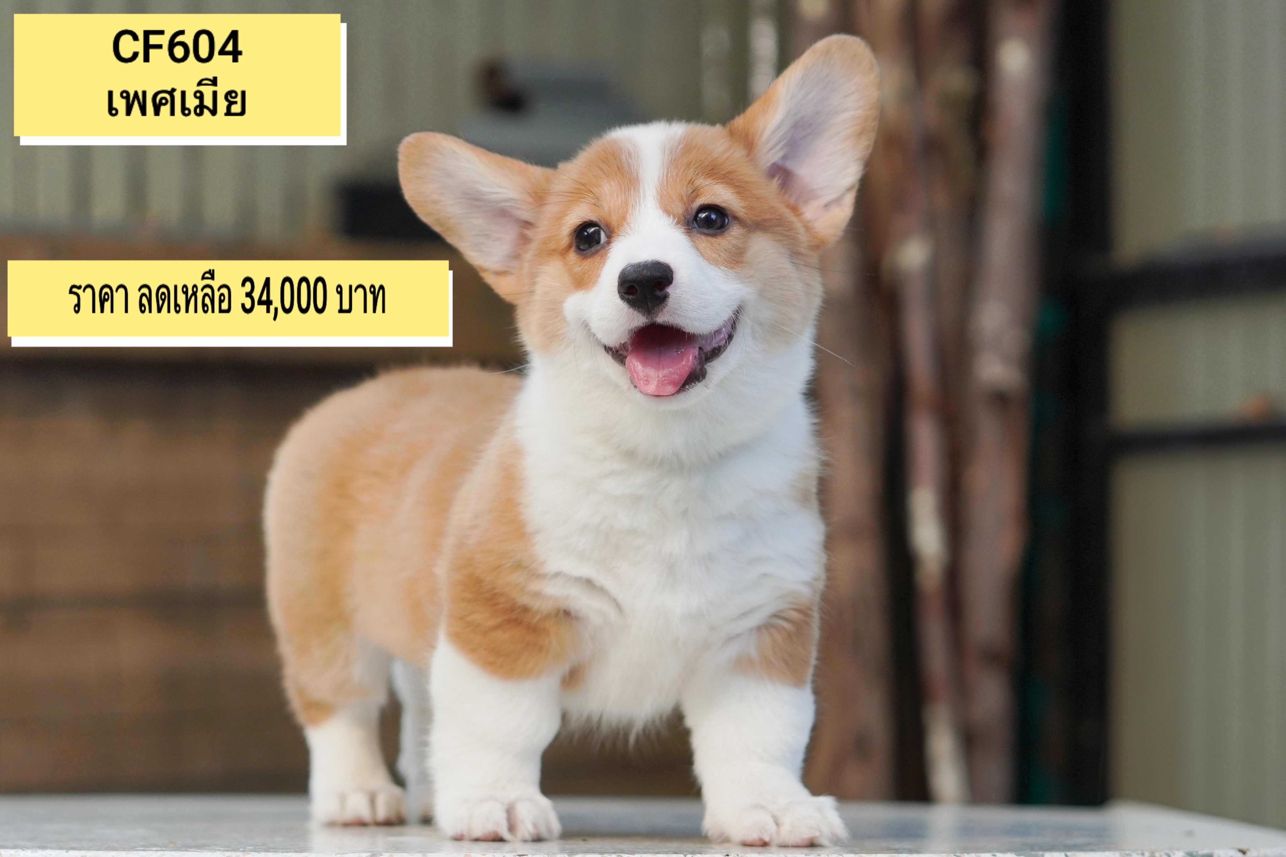 ลูก คอร์กี้ (Corgi) เมีย - ผู้ พร้อมย้ายบ้าน รับบัตรเครดิตทุกธนาคาร