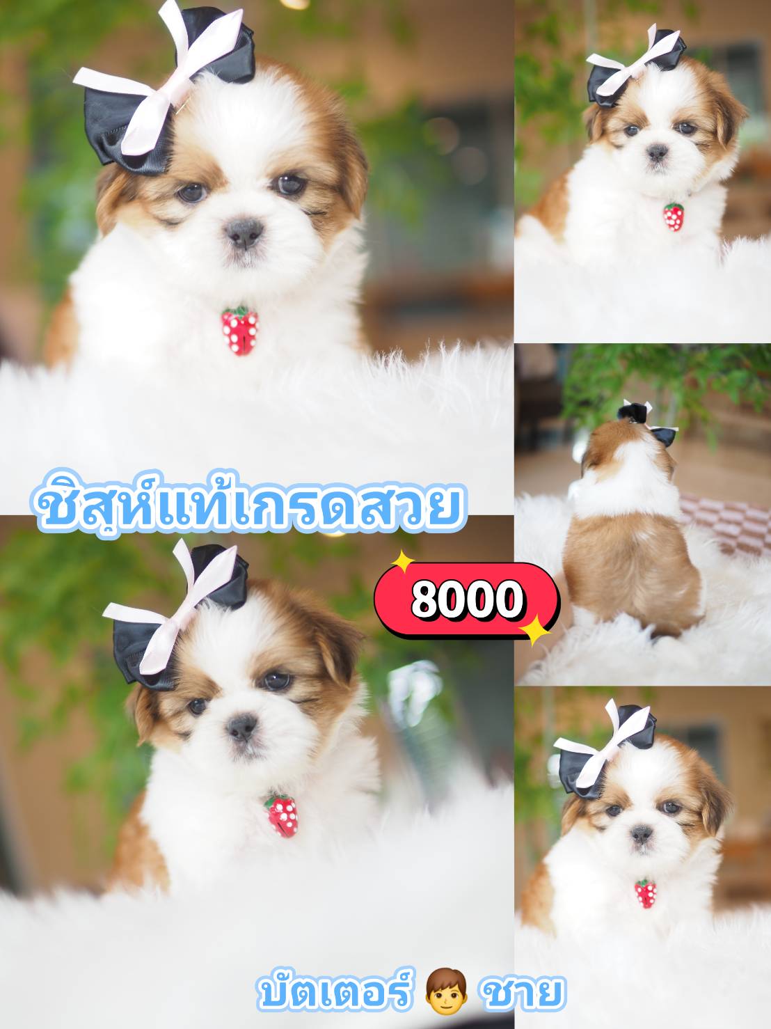 Shihtzu