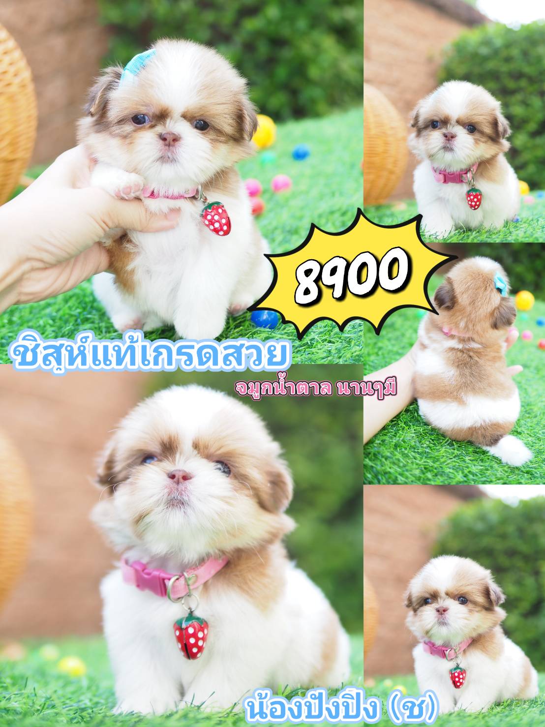 กิ๊ฟซ่า kibzaa  ชิสุห์