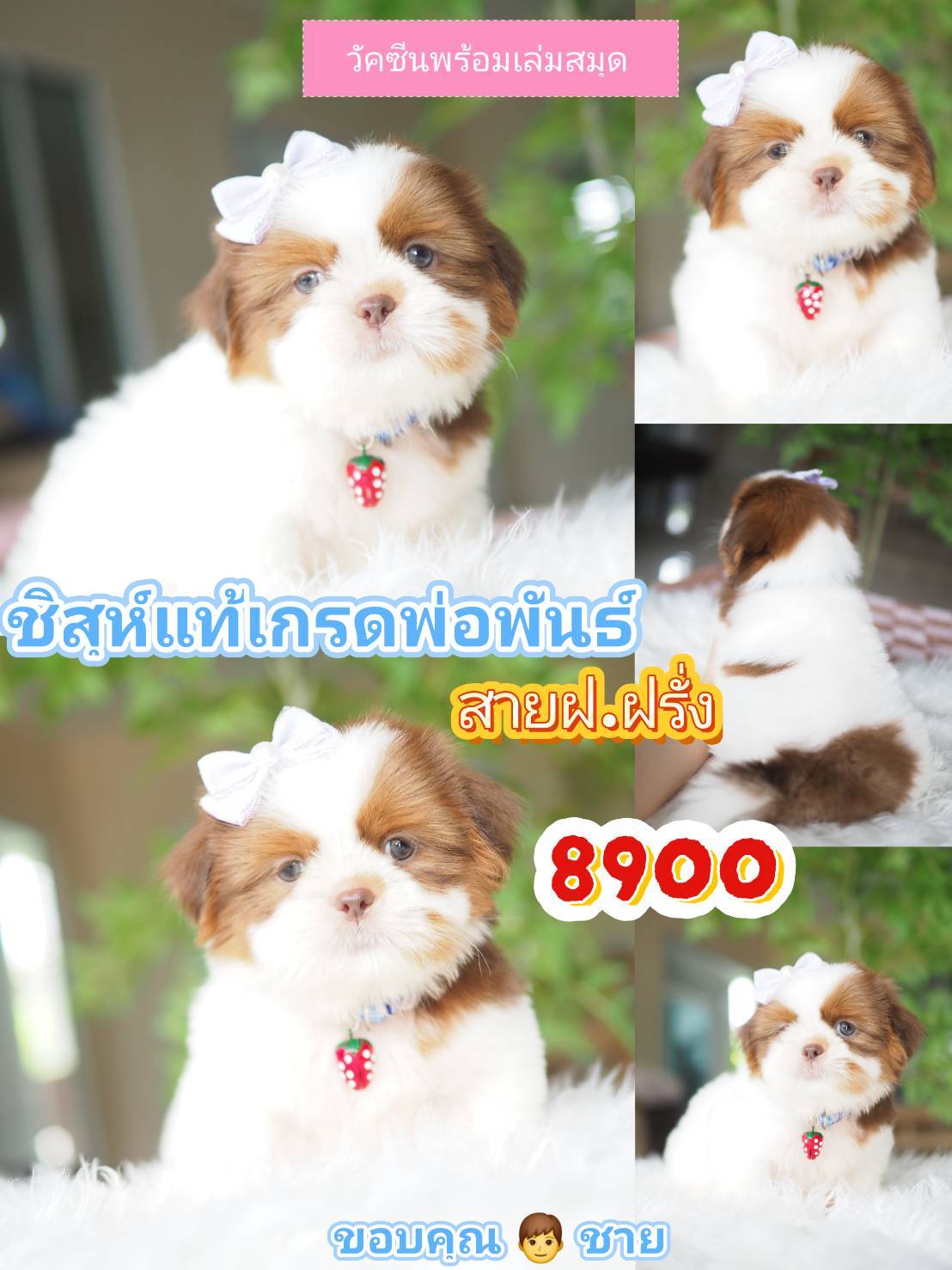 Shihtzu