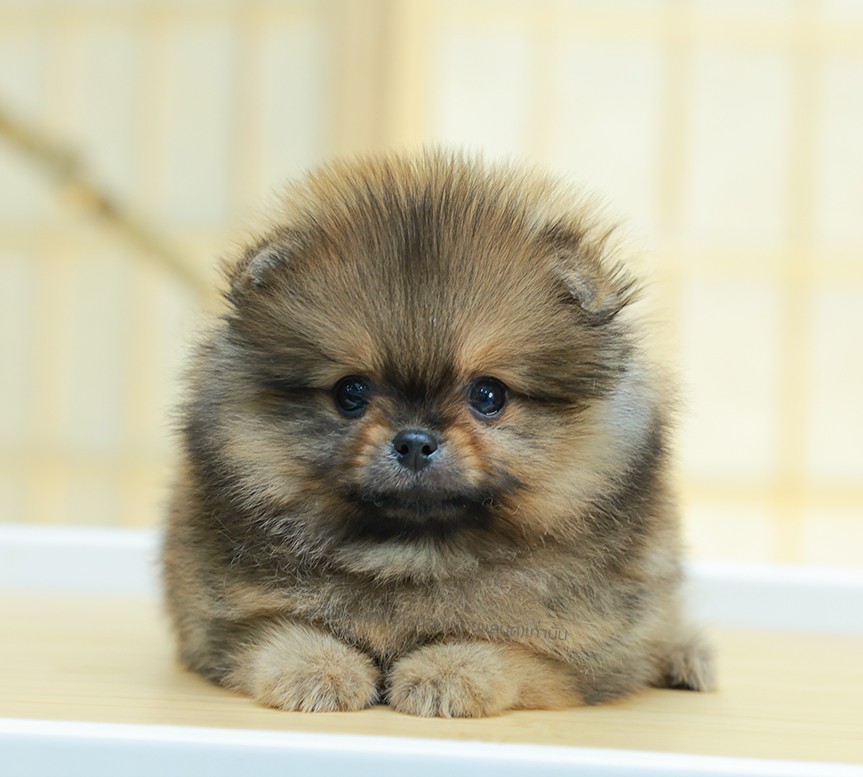 ปอมแท้ ปอมเมอเรเนียน HRM-68179 เพศชาย สีส้ม อายุ 2 เดือน ตัวเล็ก ขาสั้น หน้าสั้น...