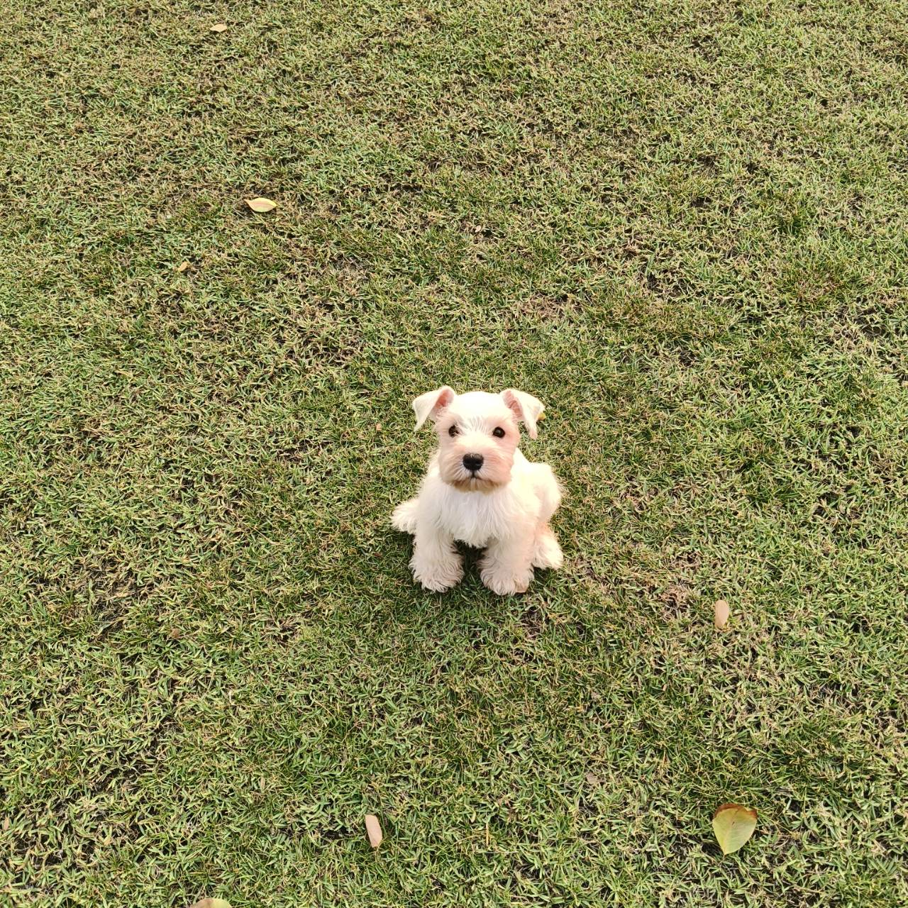 มิเนเจอร์ชเนาเซอร์ สีหายาก โทร.081-8274126