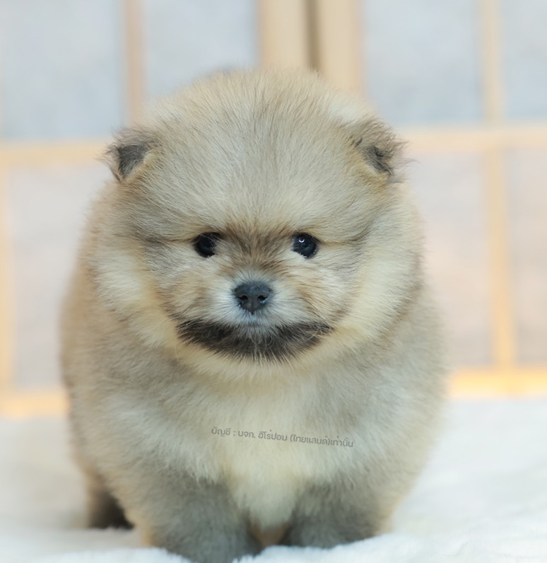 ปอมแท้ ปอมเมอเรเนียน HRM-85153 เพศชาย สีส้ม อายุ 2 เดือน หน้าตาน่ารัก ขาสั้น ขนแ...