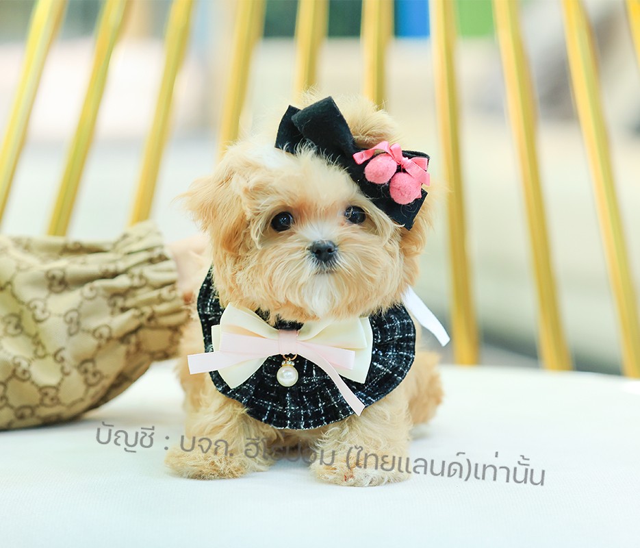 มอลติพู MTP-F-61663 เพศหญิง สี Champagne อายุ 2 ปี น่ารัก หัวกลม มีถุงเท้าสีขาว...