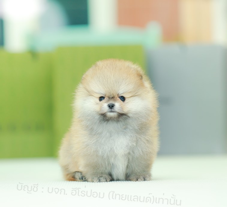 ปอมแท้ ปอมหน้าสั้น รหัสสุนัข HRF-10413 สีส้ม เพศหญิง อายุ 2 เดือน เลี้ยงง่ายสำหร...