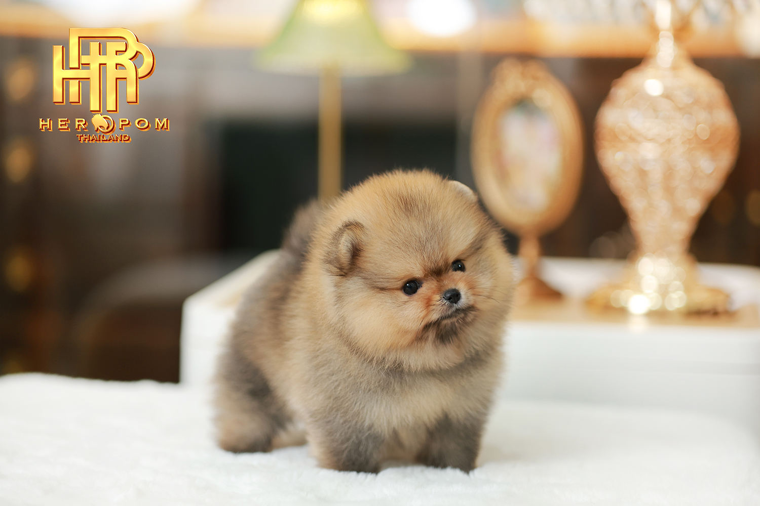 ปอมแท้ ปอมหน้าสั้น รหัสสุนัข HRM-10146 เพศหญิง สีส้ม อายุ 2 เดือน ถ่ายรูปแล้วขึ้...