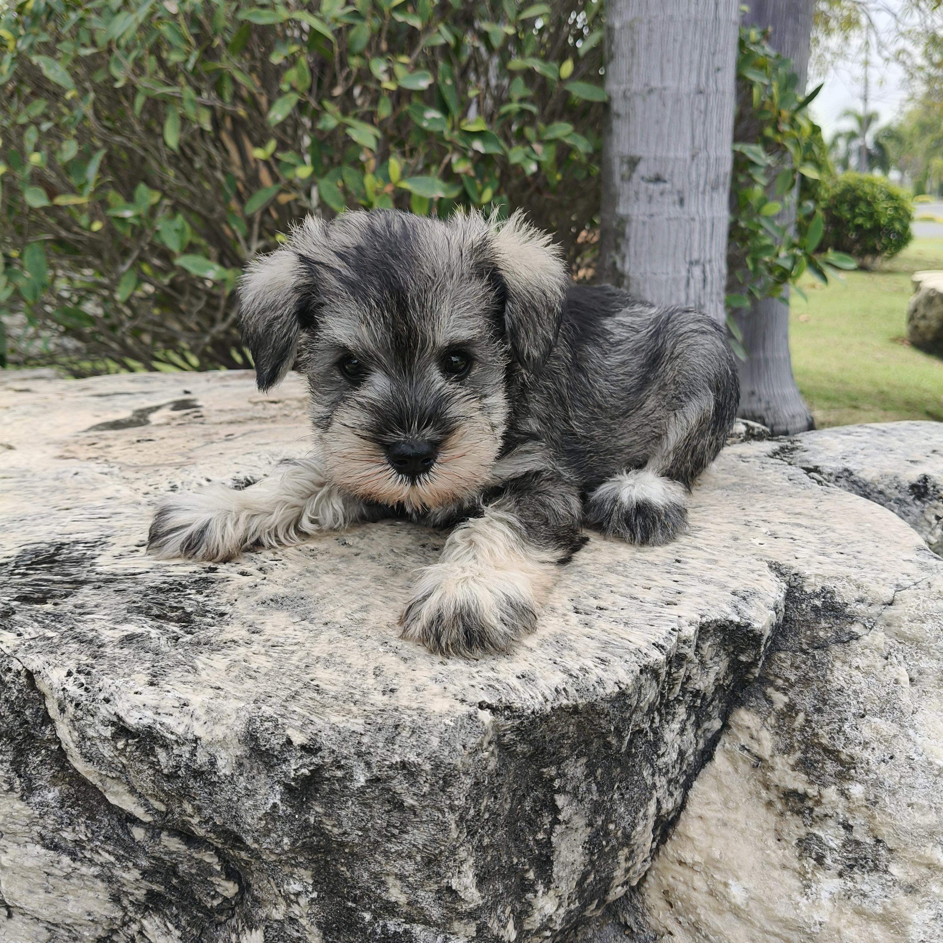 ลูกชเนาเซอร์  081-8274126