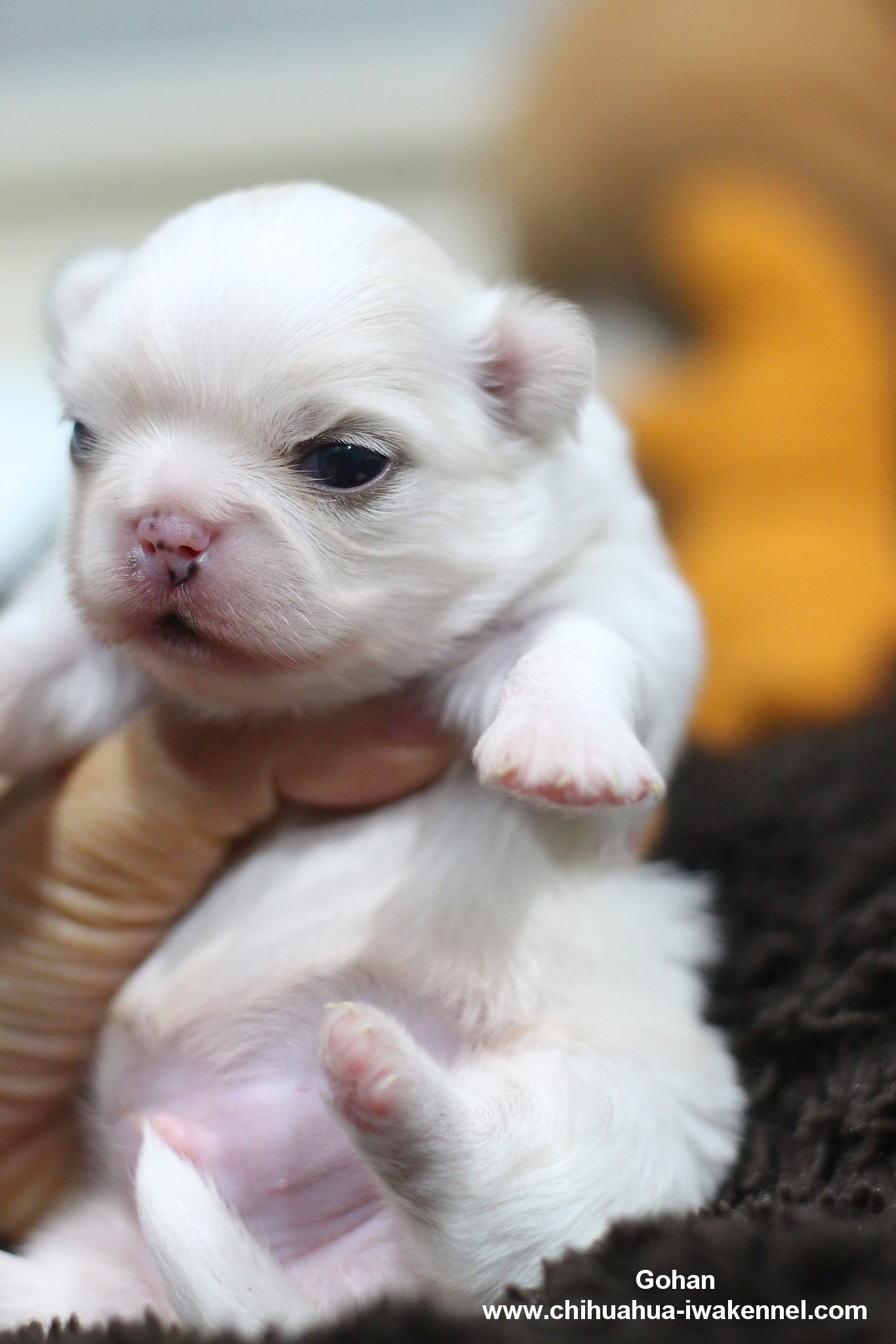 ขายลูกสุนัขชิวาวา