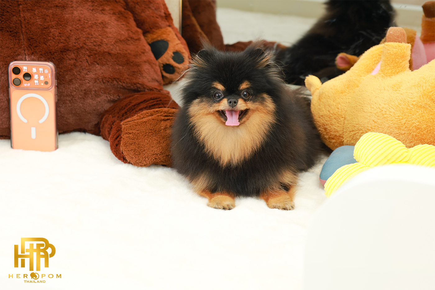 ปอมแท้ ปอมหน้าหมี HRF-68109 เพศหญิง สี Black and Tan ยิ้มหวาน แก้มชัด น่ารักสุด...