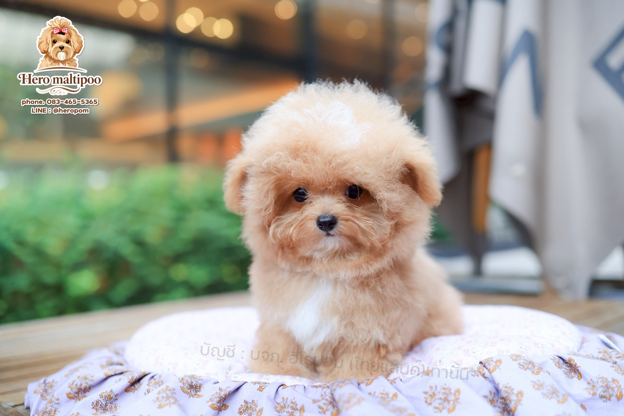 มอลติพู MTP--M-63591 เพศชาย สีแชมเปญ สวยหวานลูกคุณ ตัวเล็ก ขนนุ่ม สายเลือดคุณพ่อ...