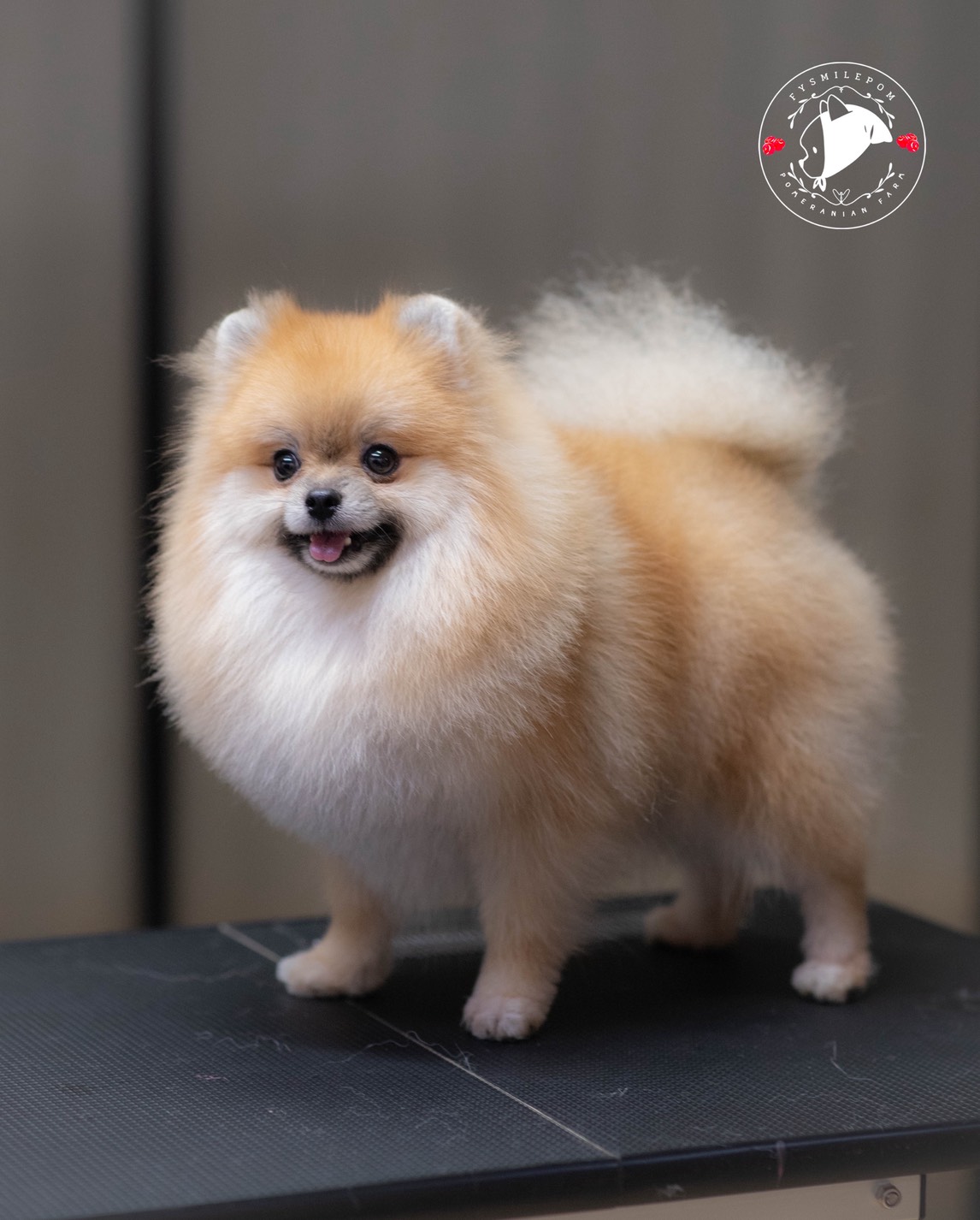 FYsmilepom น้องปอม สีส้ม เพศผู้ หน้าตาน่ารักพร้อมย้ายบ้าน