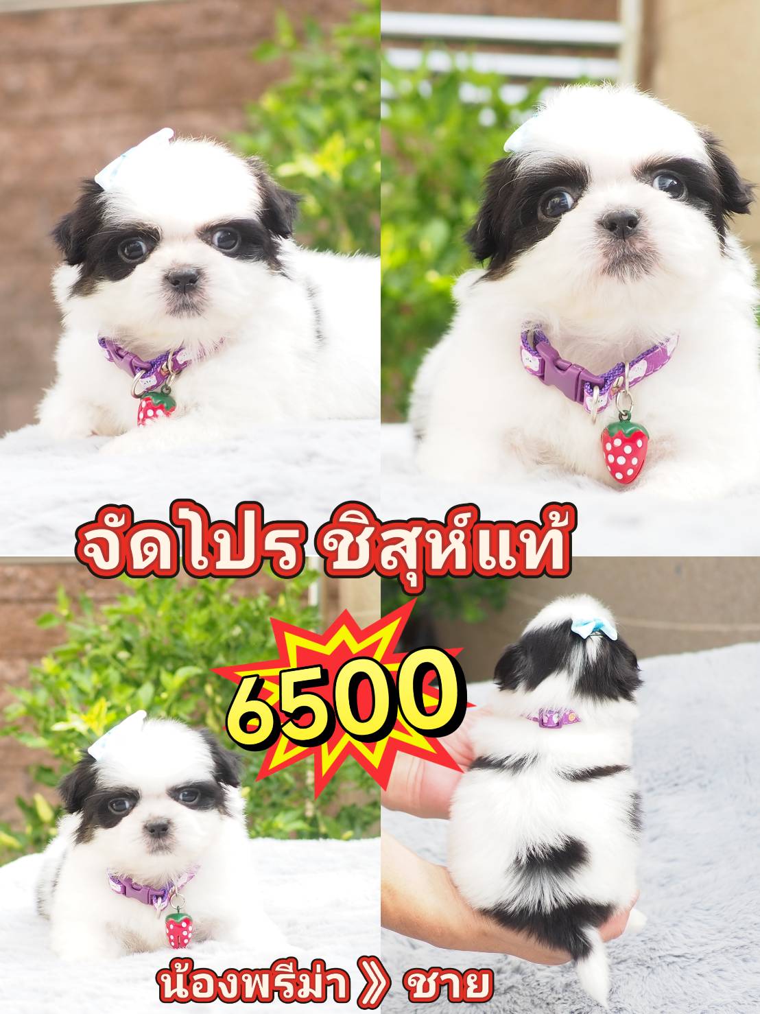 Shihtzu   6500
