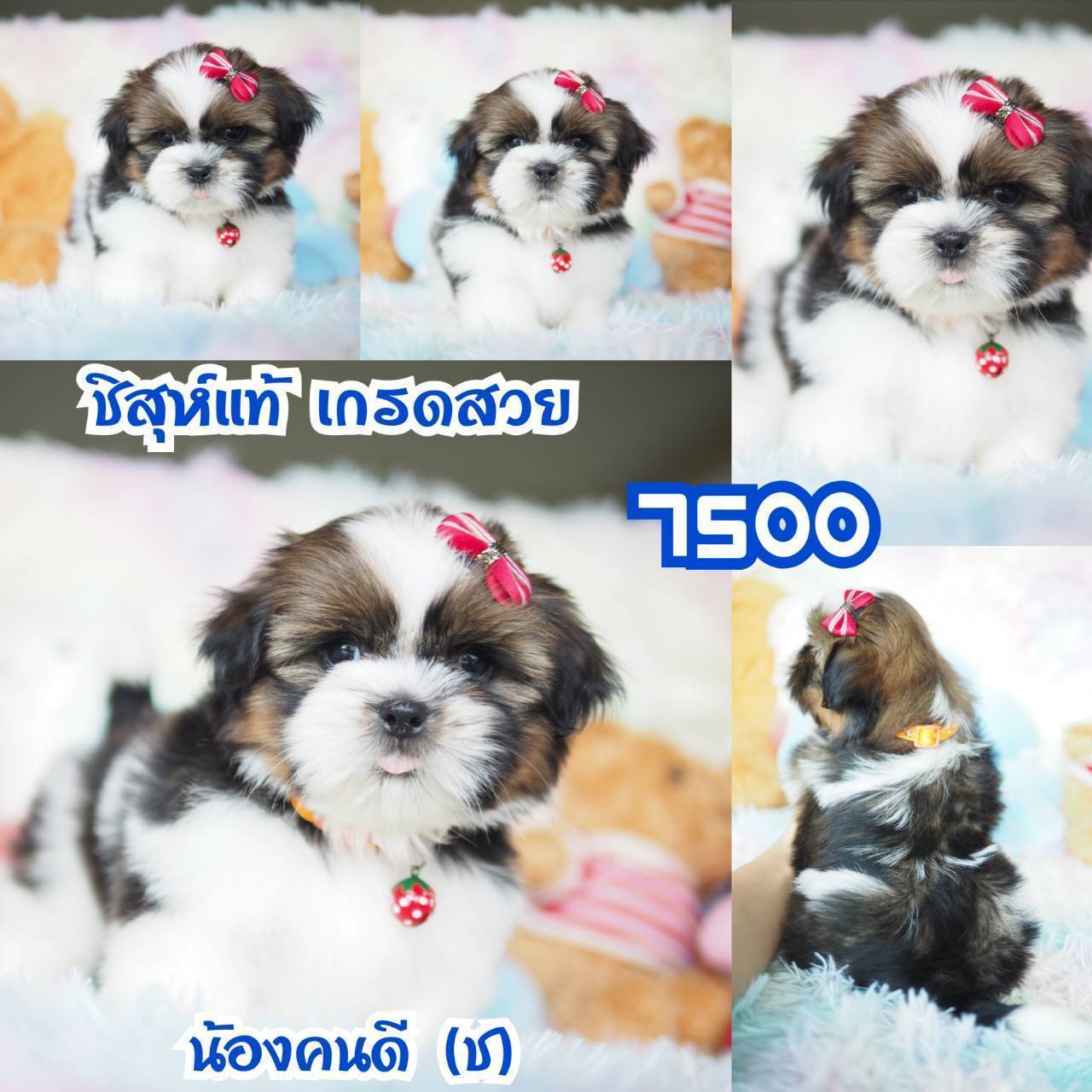 ❤️บ้านกิ๊ฟซ่า ชิสุห์ จตุโชติ สะพานใหม่ บางเขน