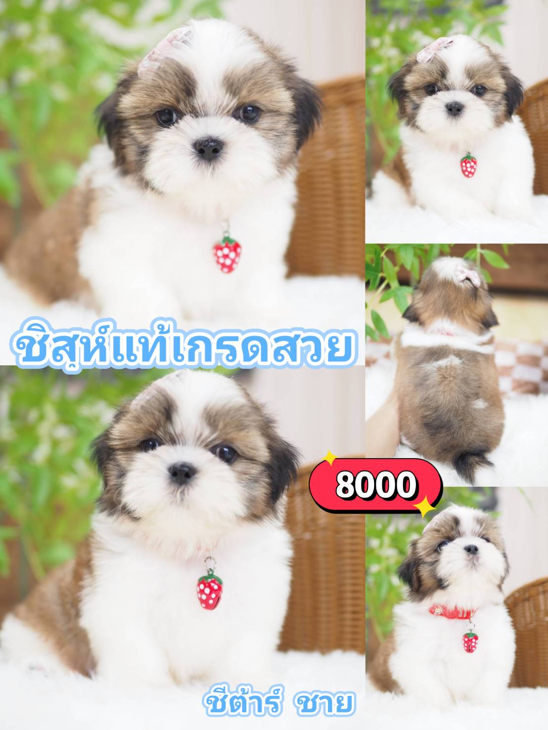 ชิสุ