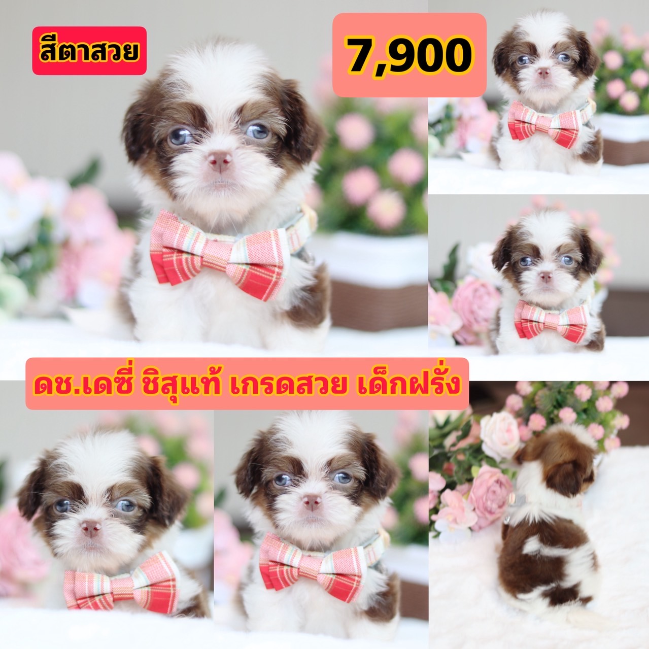 ชิสุแท้เกรดสวย