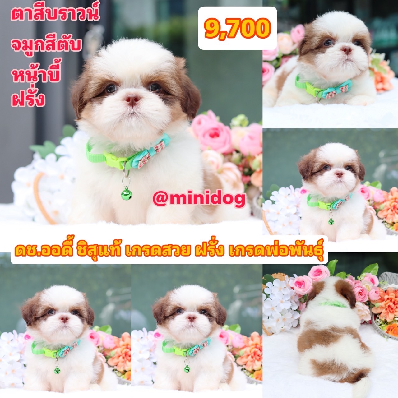 ชิสุแท้เกรดสวย