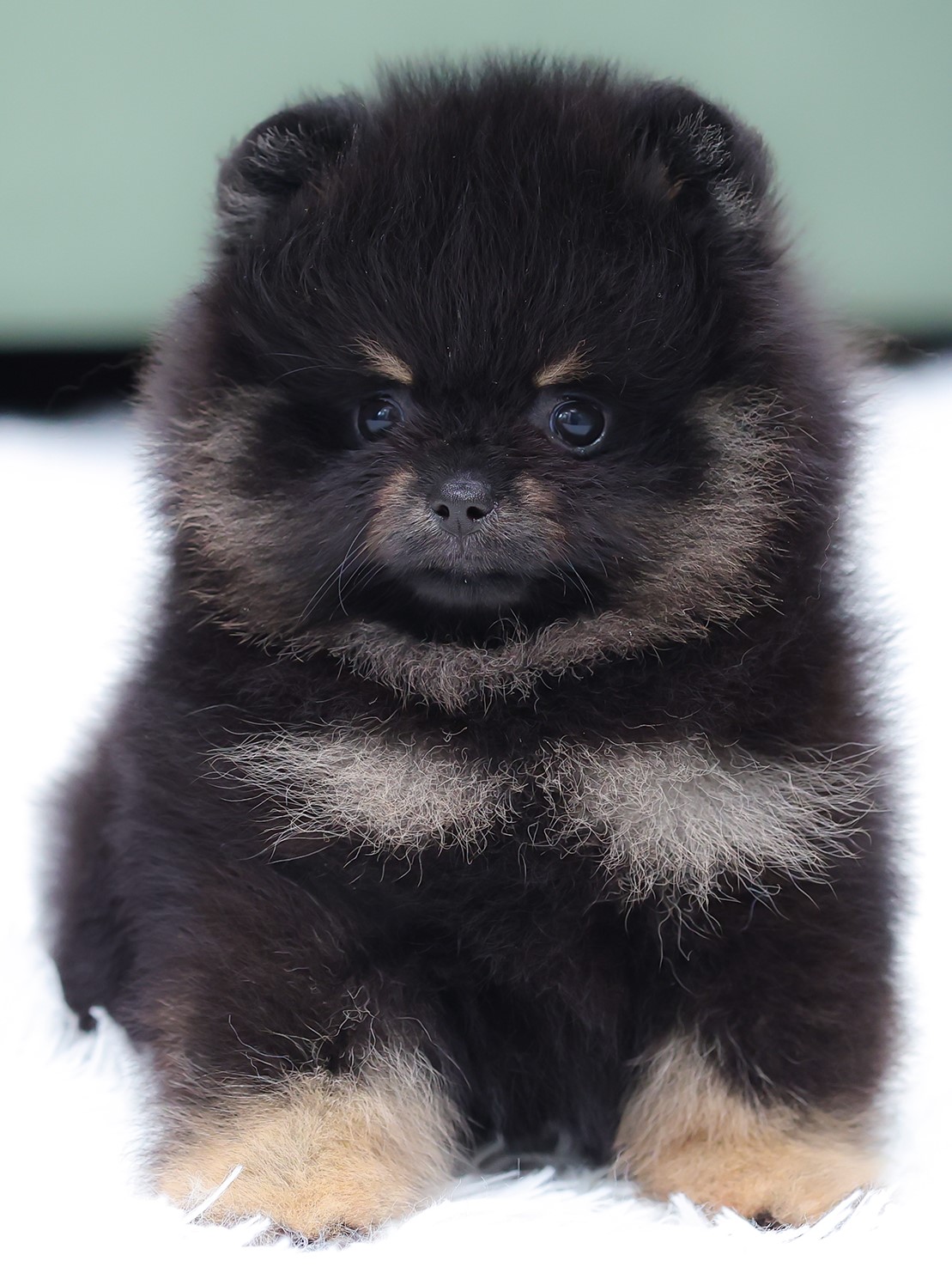 ปอมแท้ ปอมเมอเรเนียน HRF-68588 เพศหญิง สีแบล็คแทน อายุ 2 เดือน หน้าตาน่ารัก ขาสั...