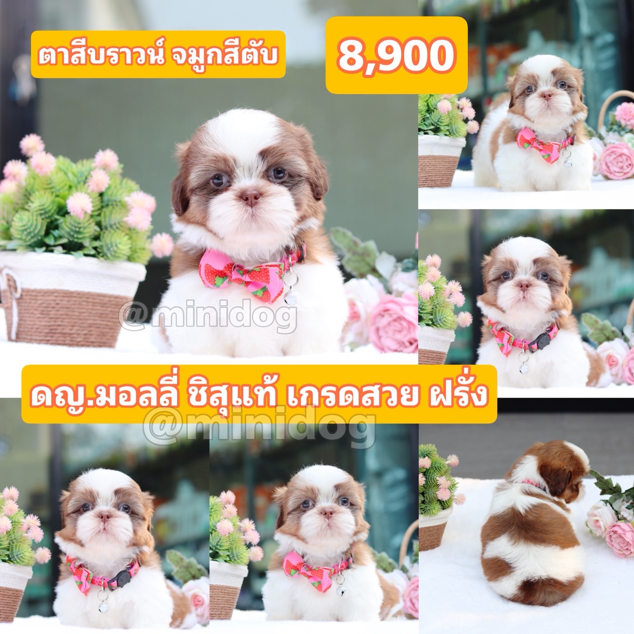 ชิสุแท้เกรดสวย