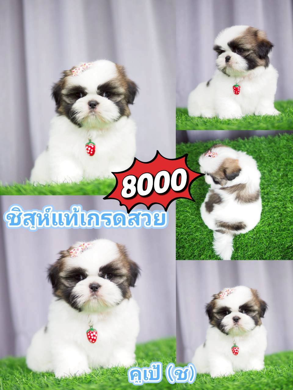 ชิสุแท้ กิ๊ฟซ่า