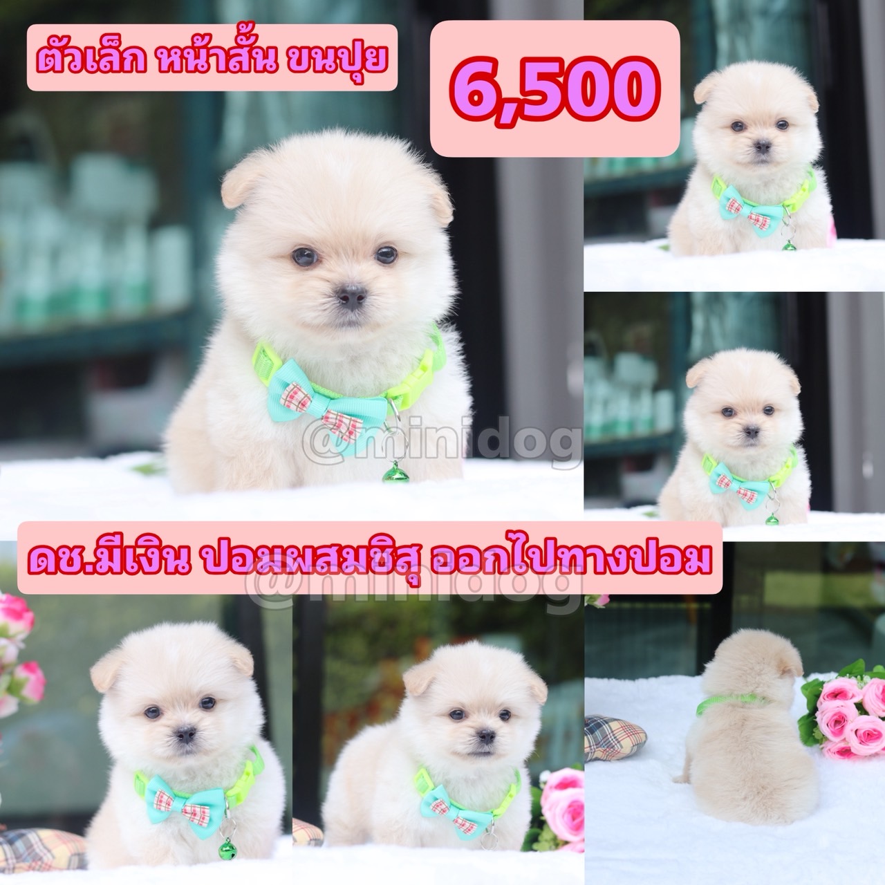 ชิสุผสมปอม