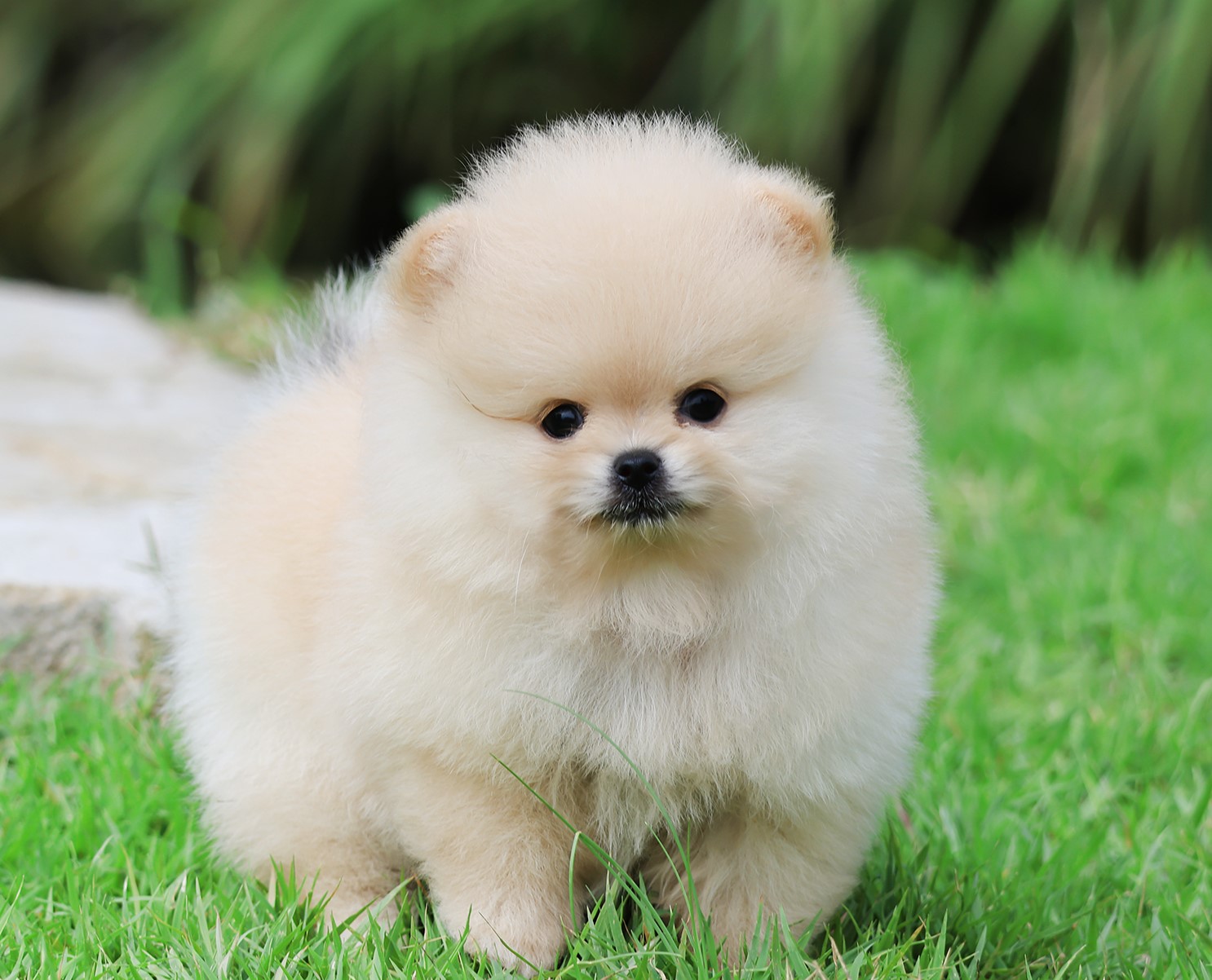 ปอมแท้ ปอมเมอเรเนียน HRF-68356 เพศชาย สีครีม อายุ 2 เดือน หน้าตาน่ารัก ขาสั้น ขน...