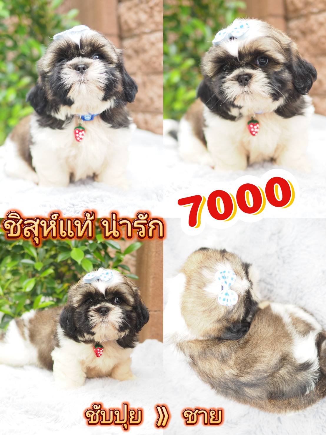 SHIHTZU น่ารัก