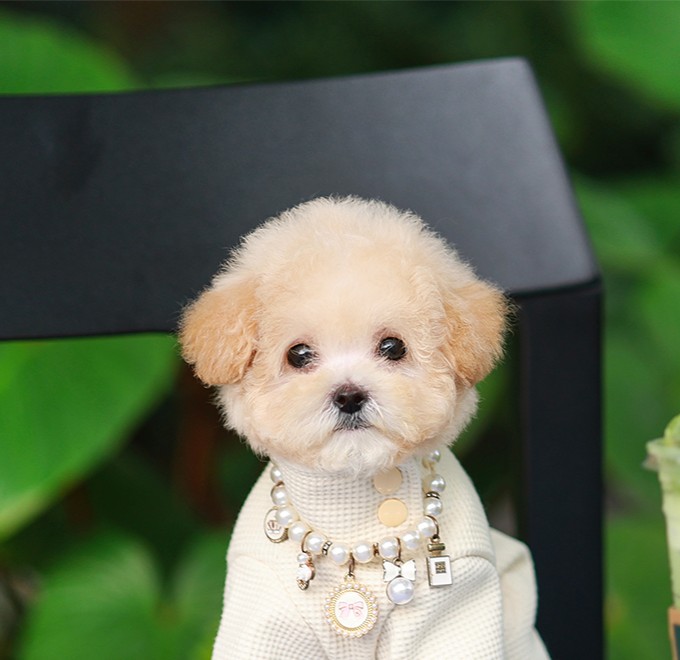 บิซองพู BCF-53147 เพศหญิง สีแชมเปญ อายุ 2 เดือน ตัวเล็ก ขาสั้น หน้าสั้น ขนแน่นฟู