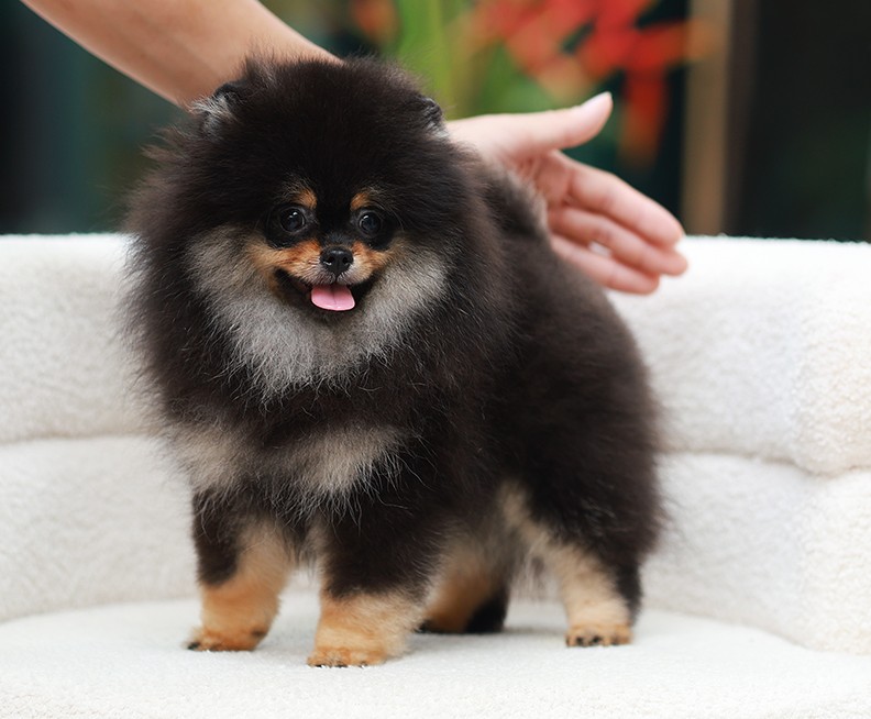 Pomeranian HRF-85010 เพศหญิง สีแบล็คแทน อายุ 2 เดือน ตัวเล็ก ขาสั้น หน้าสั้น ขนแ...
