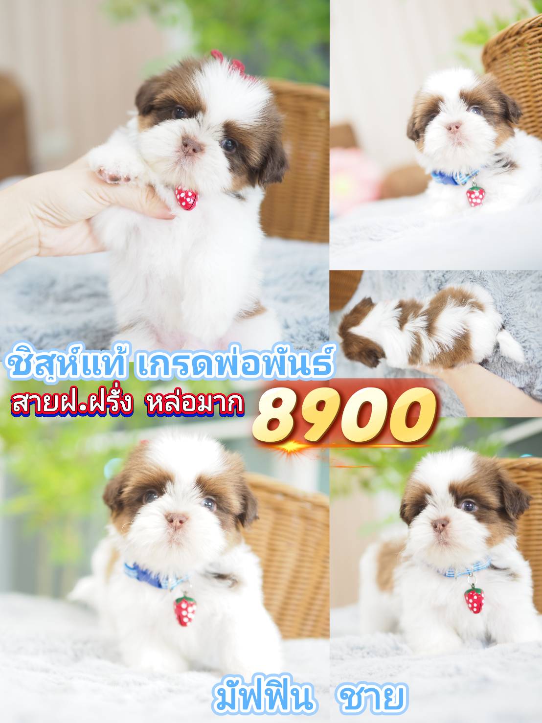 กิ๊ฟซ่า วัชรพล กทม.