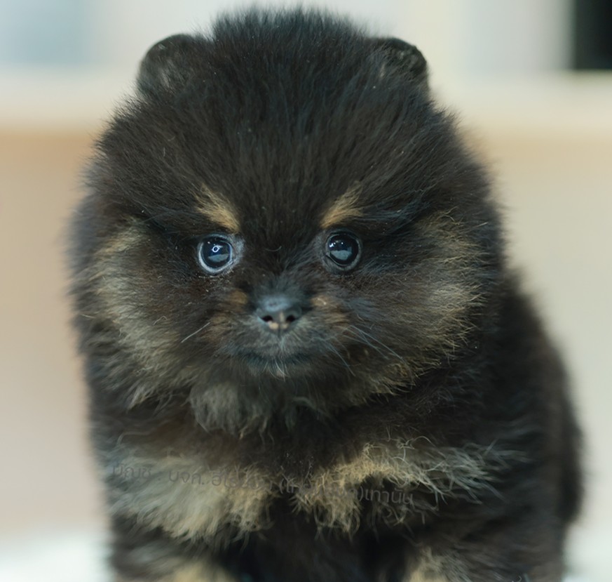 ปอมแท้ ปอมเมอเรเนียน HRF-68399 เพศหญิง สีแบล็คแทน อายุ 2 เดือน หน้าตาน่ารัก ขาสั...