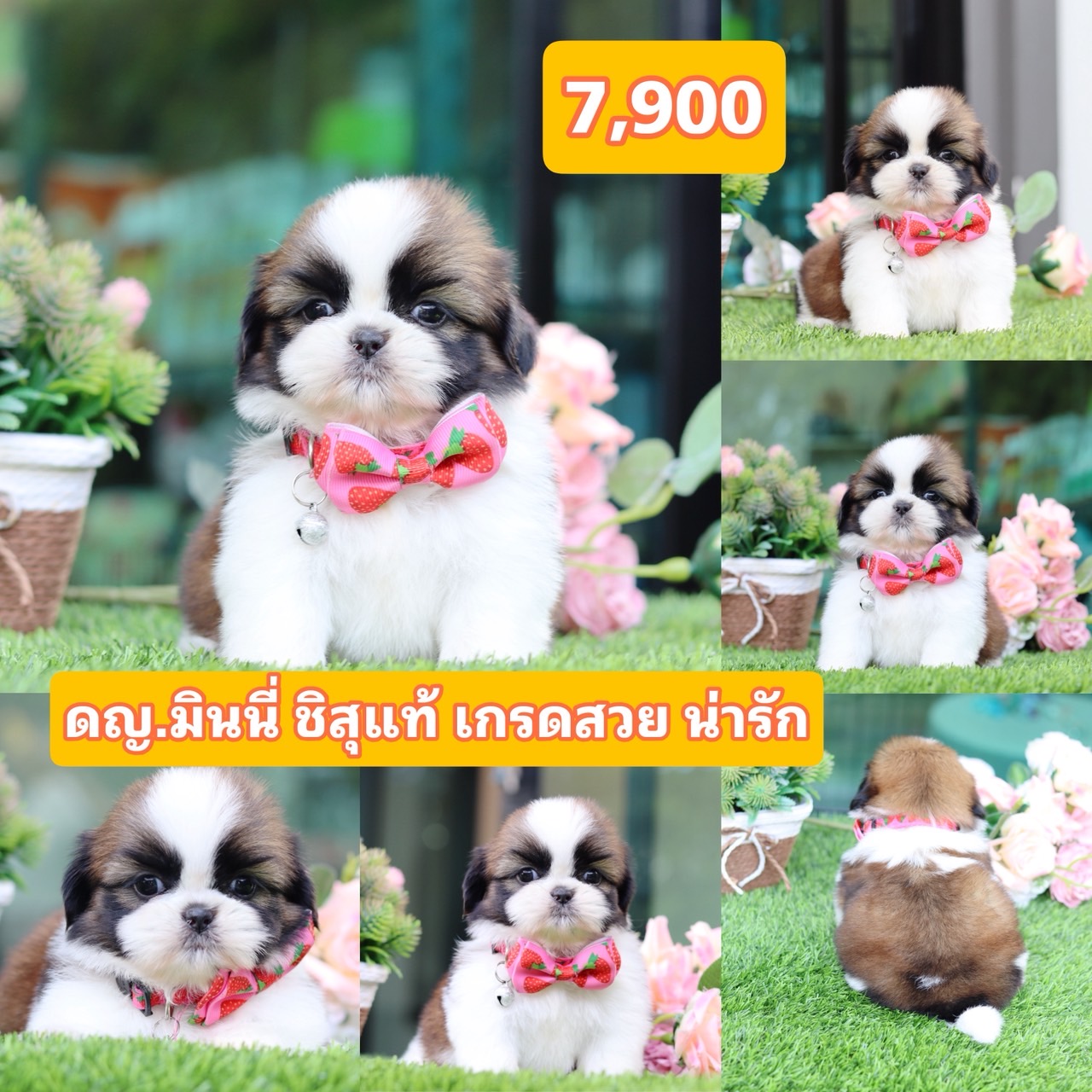 ชิสุแท้เกรดสวย