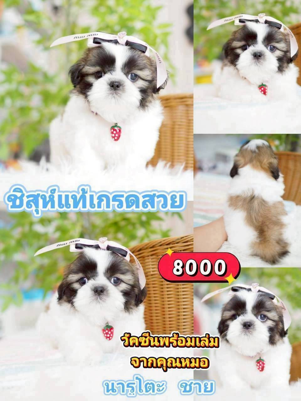 ชิสุแท้
