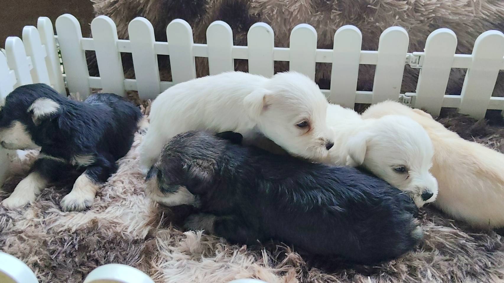 ลูกชเนาเซอร์  081-8274126