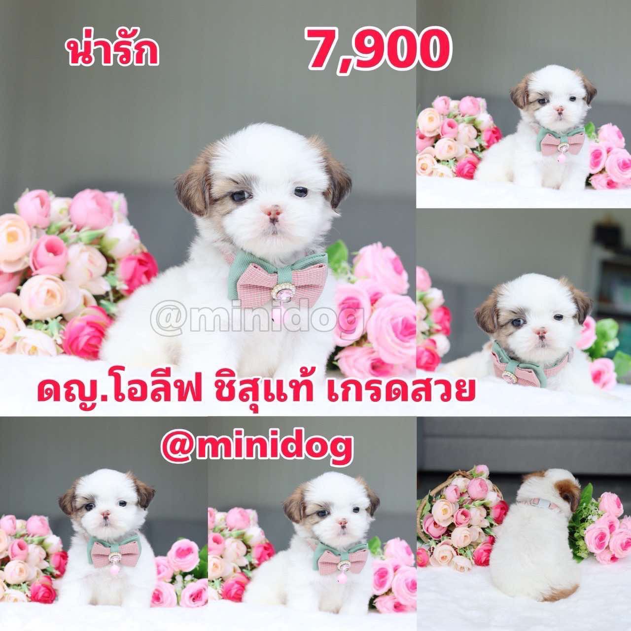 ชิสุแท้เกรดสวย