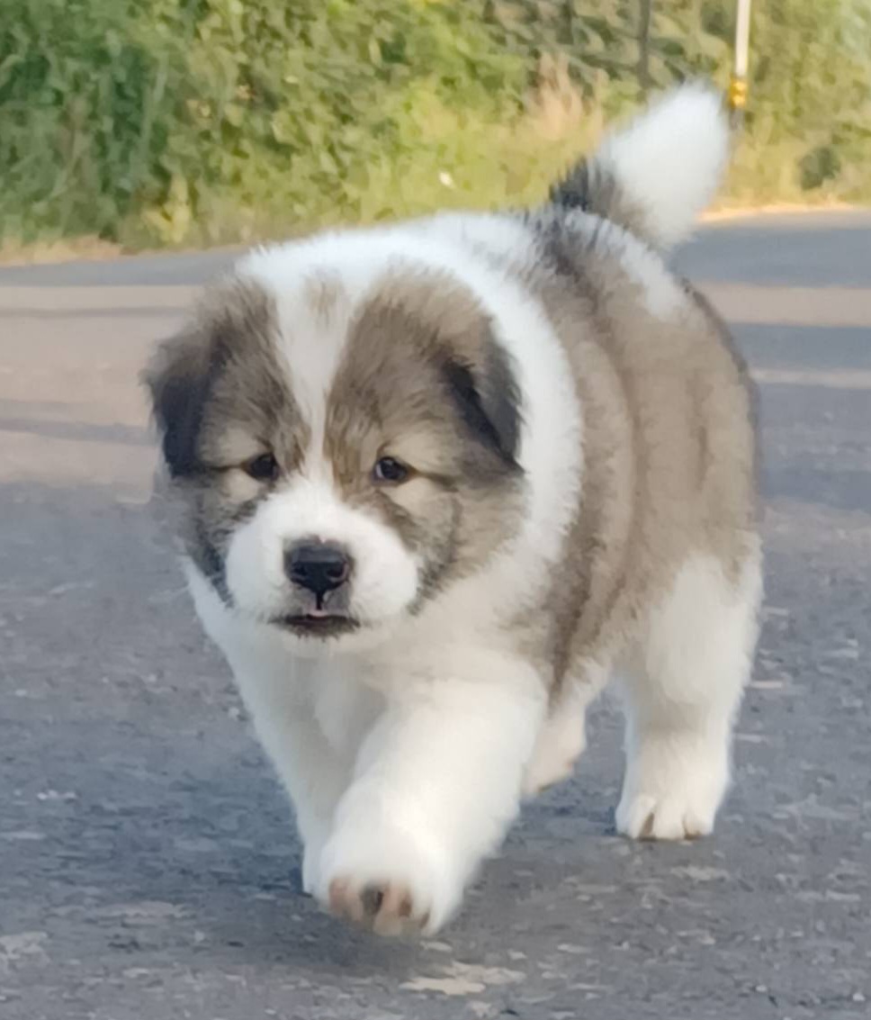 หาบ้านให้ลูกชายสีขาวเทา ขนดี โครงสร้างใหญ่ (คอกมิตรแท้) ใจดี ขี้เล่น สนใจ โทร 08...