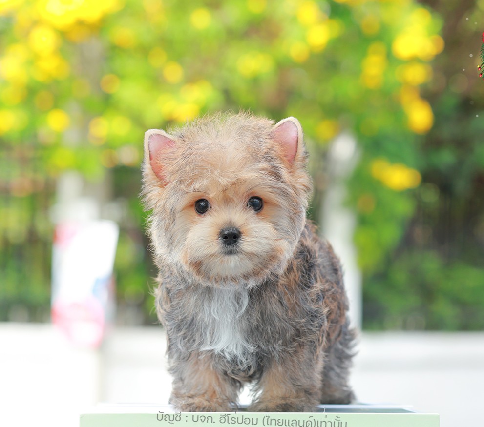 ยอร์คเชียร์ เทอร์เรีย HYM-10946 เพศชาย สีบราว ขนแน่น สายเลือดดี เกรดคุณภาพ หน้าห...