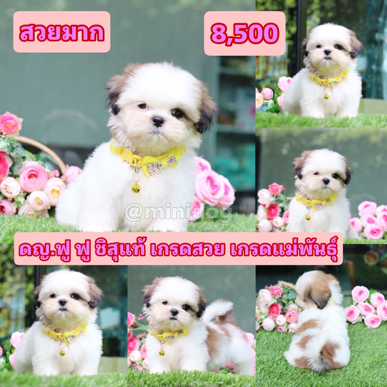 ฃิสุแท้เกรดสวย